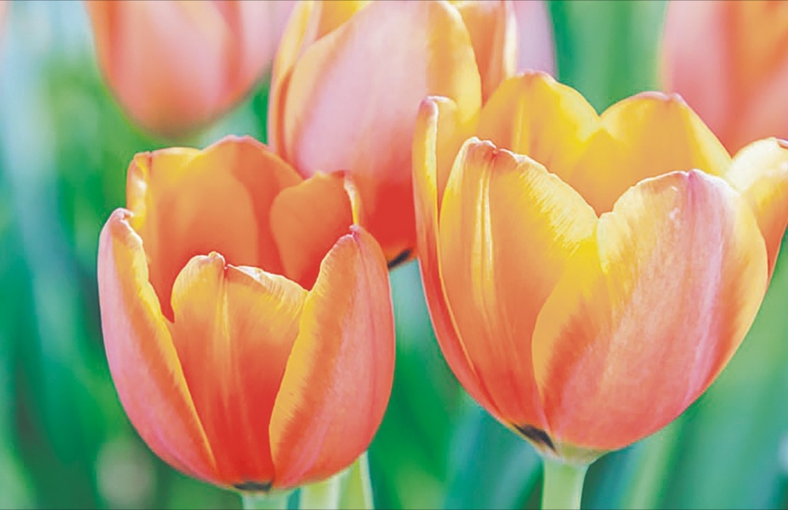 Holanda tulipanes