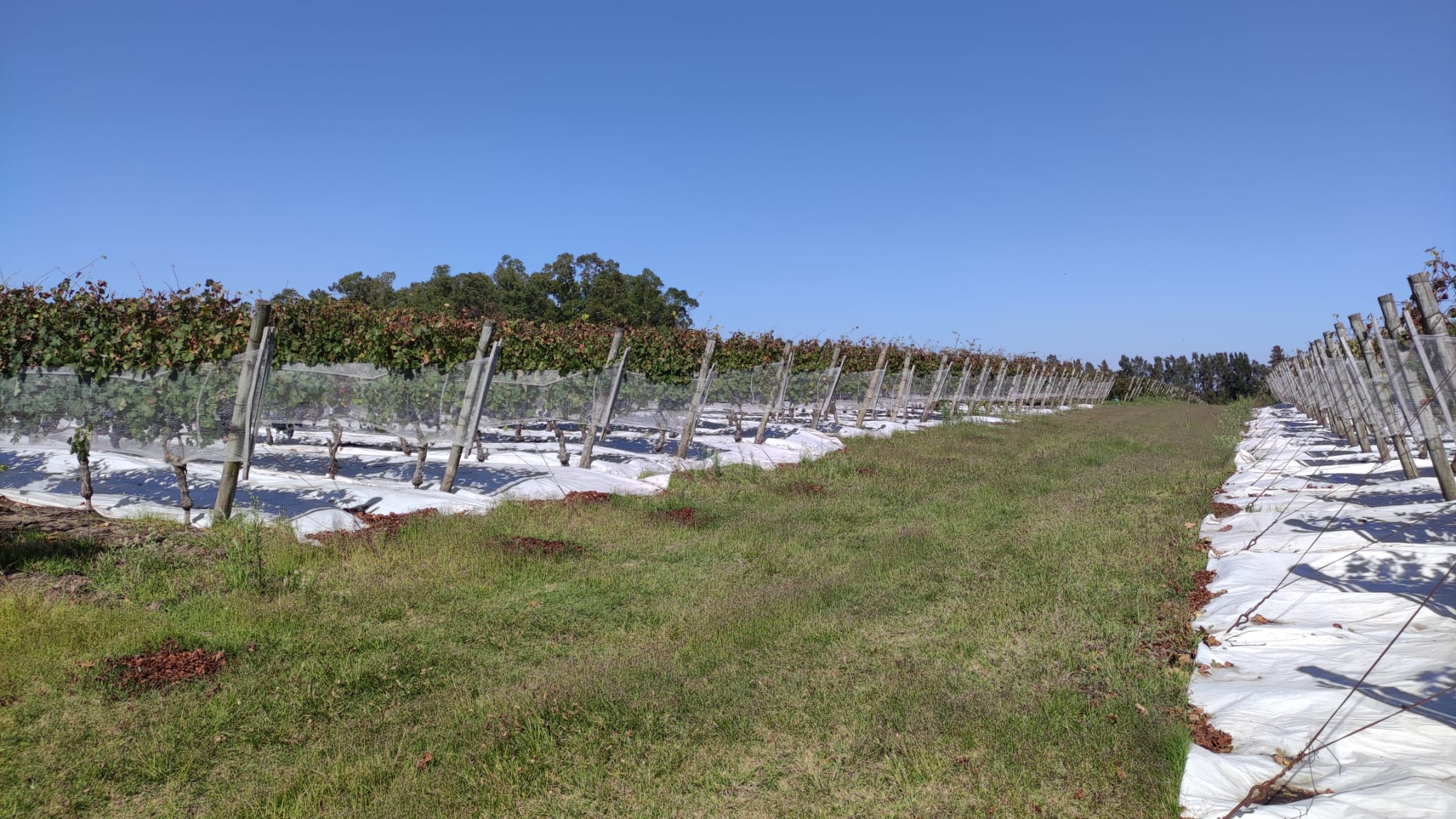 Uno de los viñedos de Establecimiento Juanicó. Foto: Rosana Decima