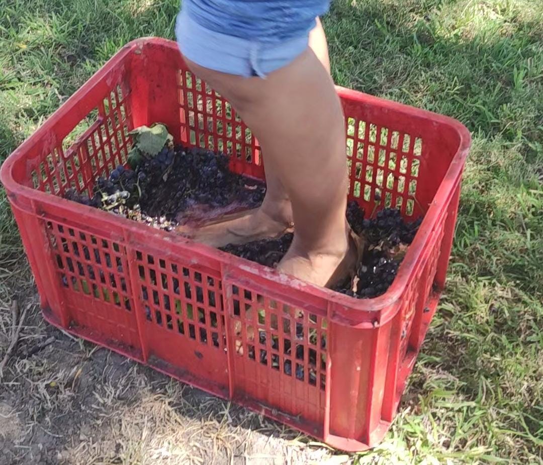 En algunas bodegas se puede pisar uvas en vendimia. Foto: Rosana Decima