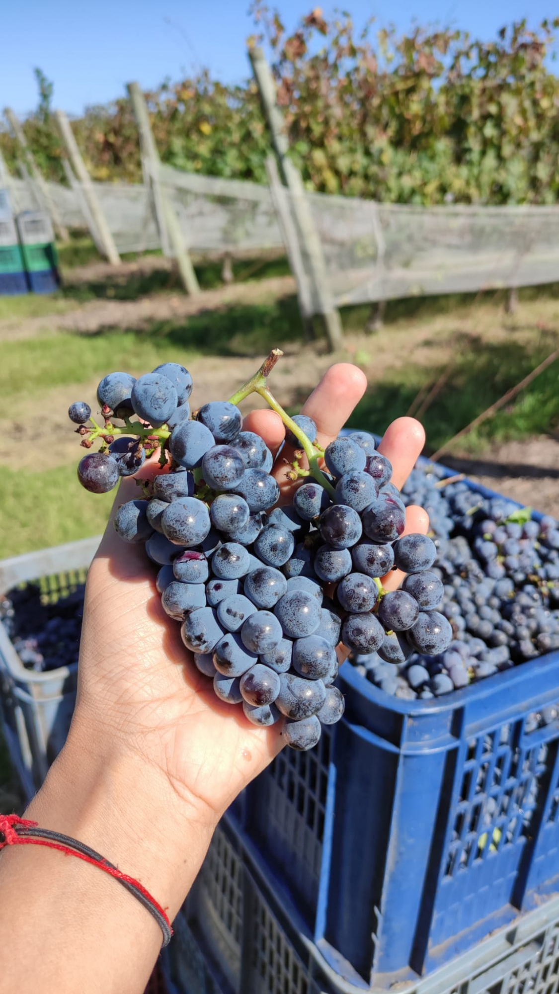 Vendimia. Foto: Rosana Decima