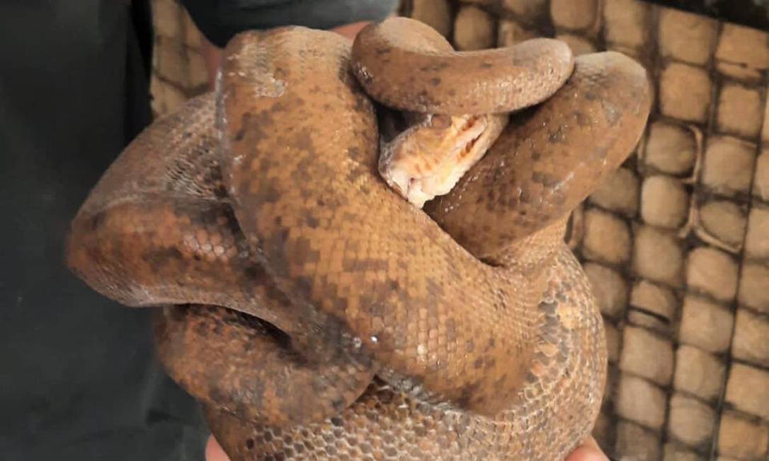 Boa constrictor capturada en Brasil. Foto: O Globo