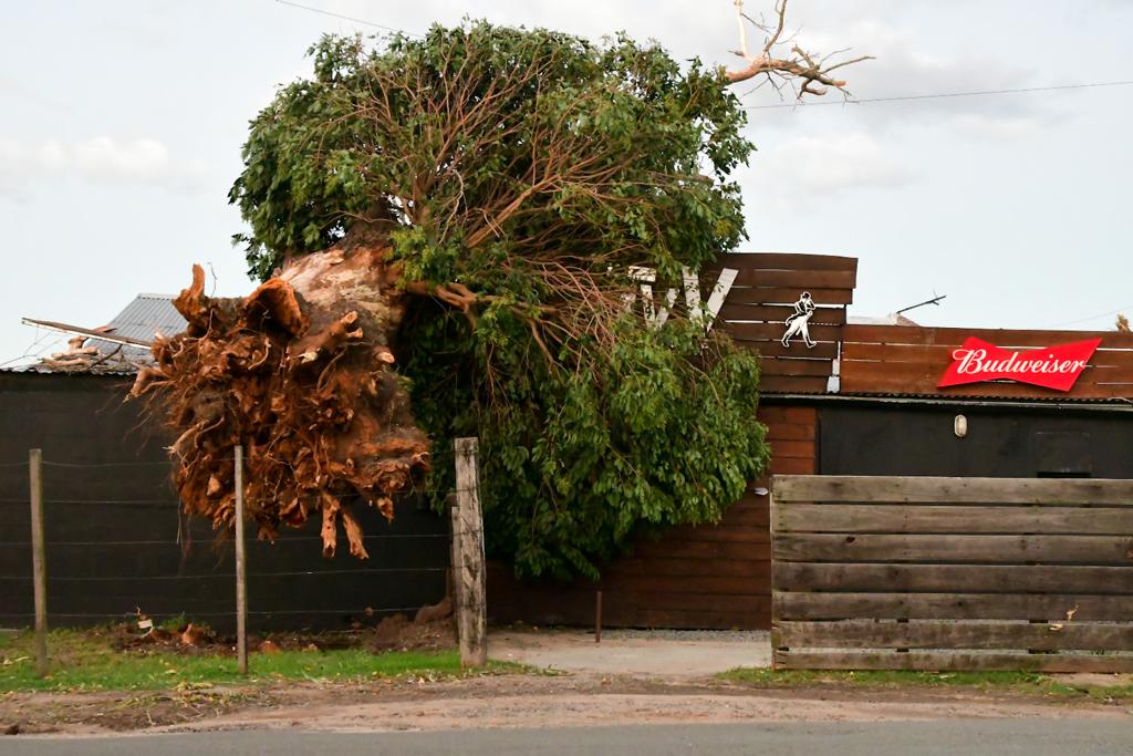 Árbol caído tras temporal en Mercedes, Soriano. Foto: Nicolás Pereyra