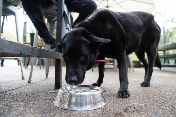 Perro en local gastronómico. Foto: Intendencia de Montevideo