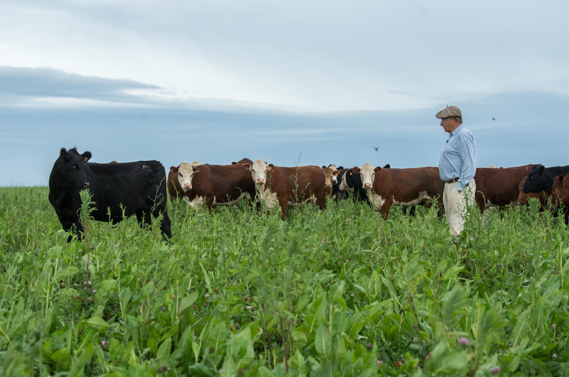Fotografía cedida por INAC que muestra un campo con ganado en Uruguay. Foto: EFE