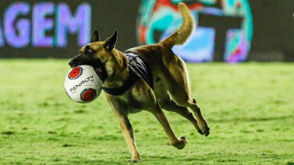 Zumbi, el pastor alemán que se robó la pelota en la final del pernambucano. Foto: ESPN Brasil