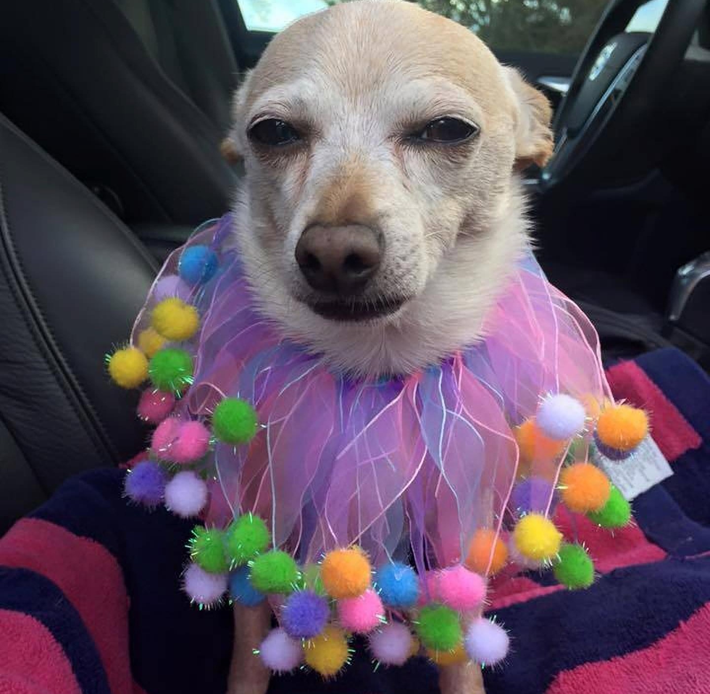 "Tobykeith" fue certificado como el perro más viejo del mundo según el Libro Guinness de los Récords. Foto: cedida a EFE.