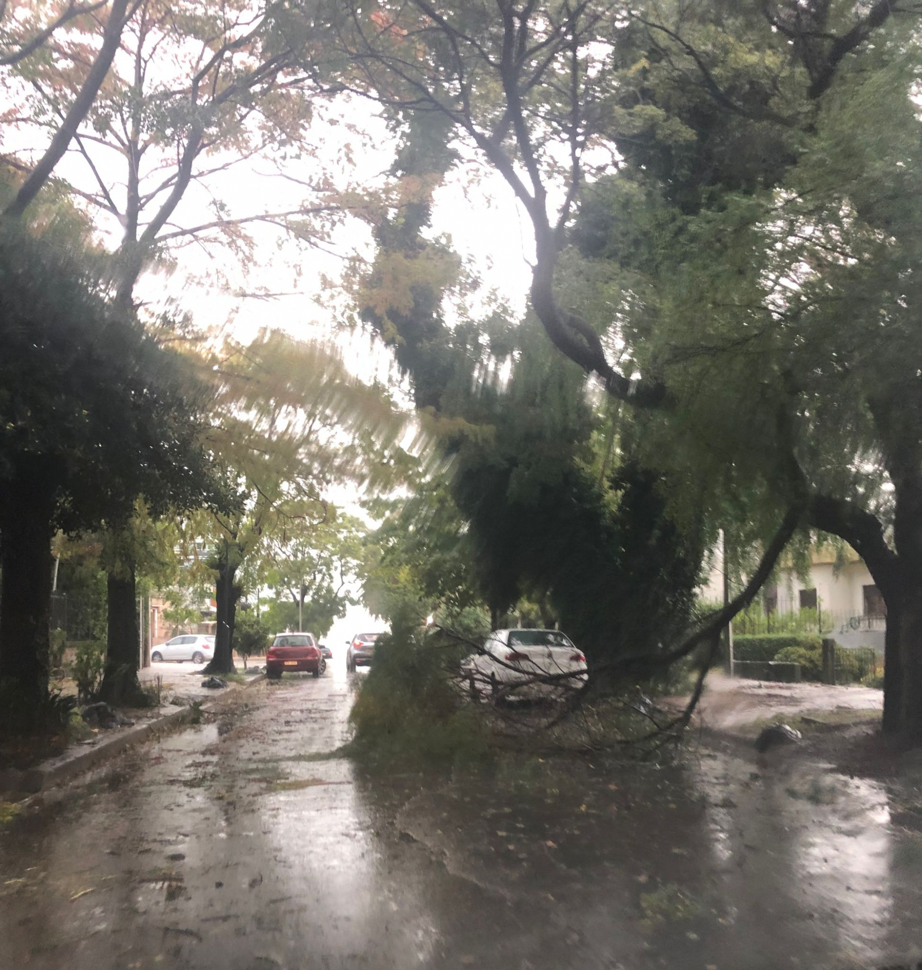 Ramas caídas por tormenta. Foto: El País
