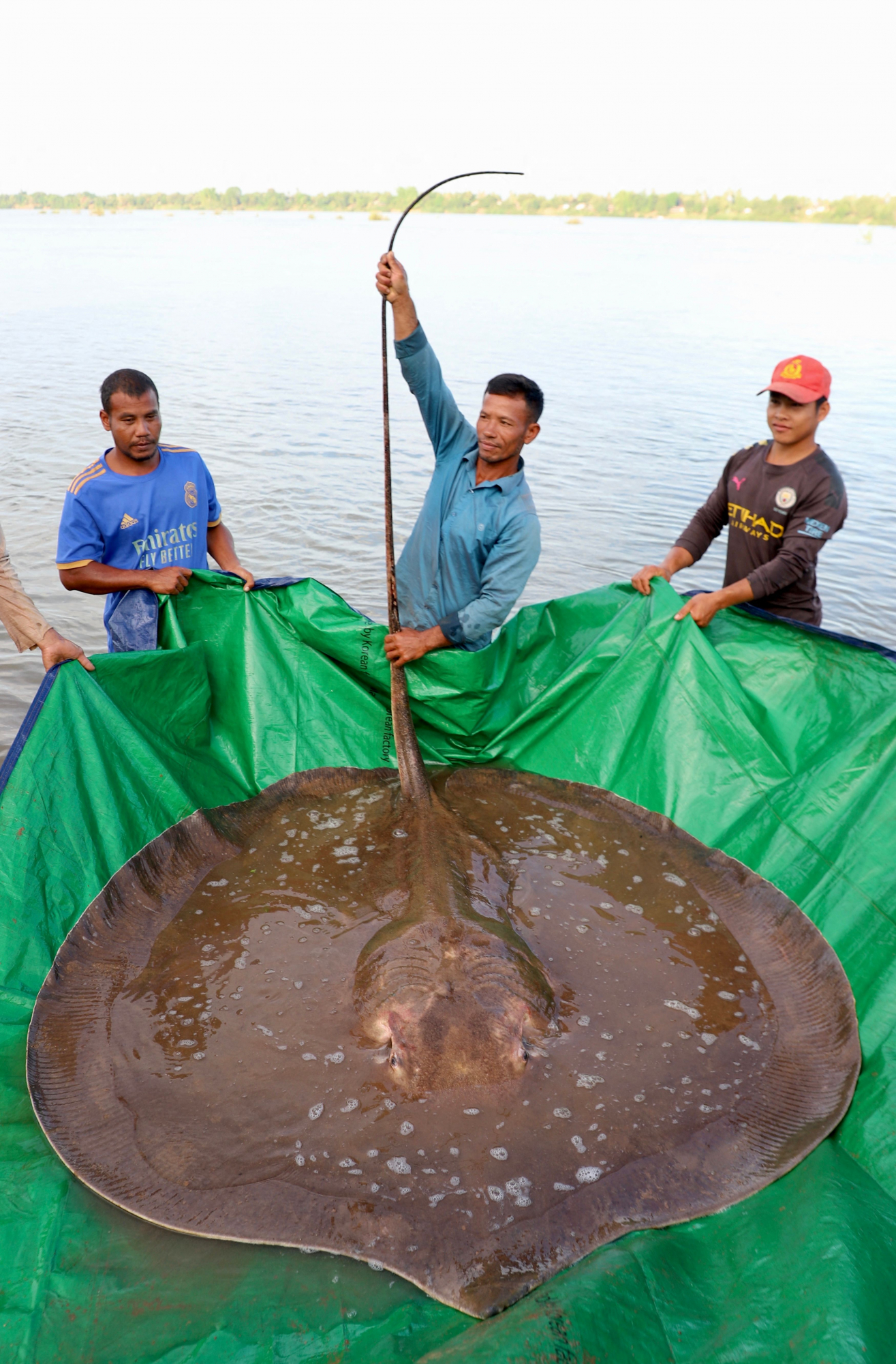 Una raya gigante fue capturada en Camboya. Foto: AFP