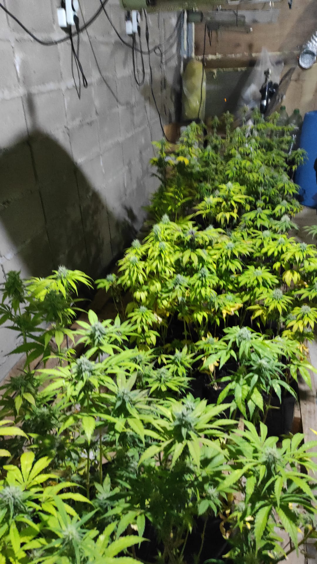 135 plantas de marihuana fueron incautadas en La Paz. Foto: Policía de Canelones