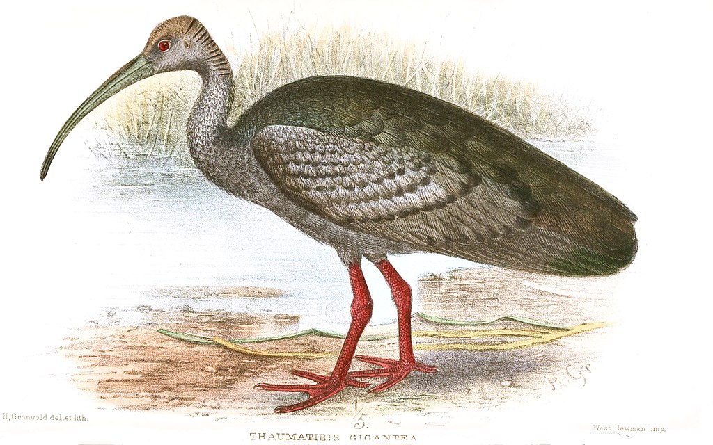 Ibis gigante. Imagen: Henrik Grönvold, Public domain, via Wikimedia Commons