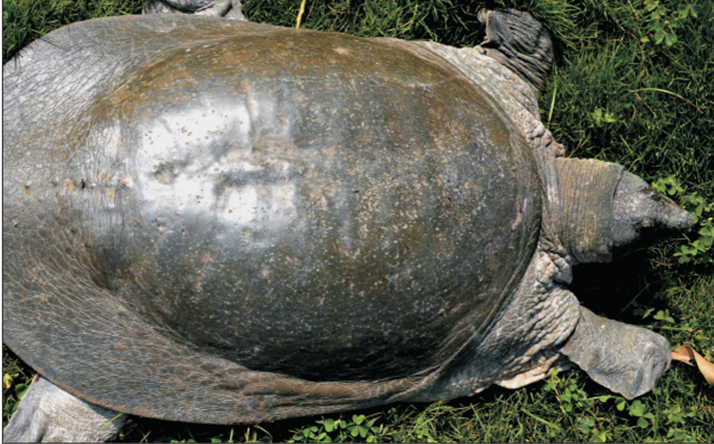 Tortuga negra. Foto: Jayaditya Purkayastha, CC BY 4.0 <https://creativecommons.org/licenses/by/4.0>, via Wikimedia Commons