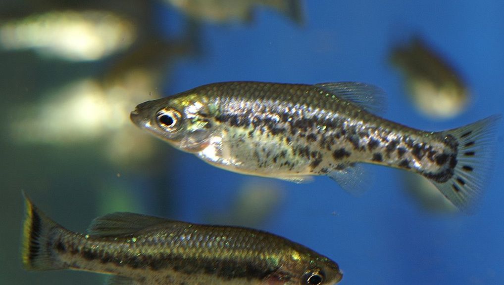Ameca Splendens. Foto: Przemys?aw Malkowski, CC BY-SA 3.0 <https://creativecommons.org/licenses/by-sa/3.0>, via Wikimedia Commons