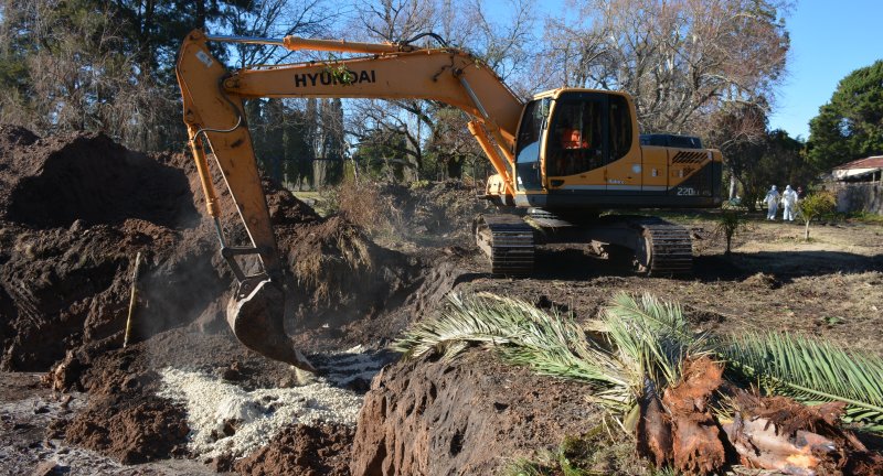 Enterramiento de palmeras. Foto: Intendencia de Canelones