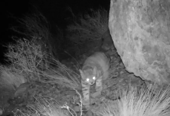 Gato andino capturado por la cámara trampa. Foto: La Nación