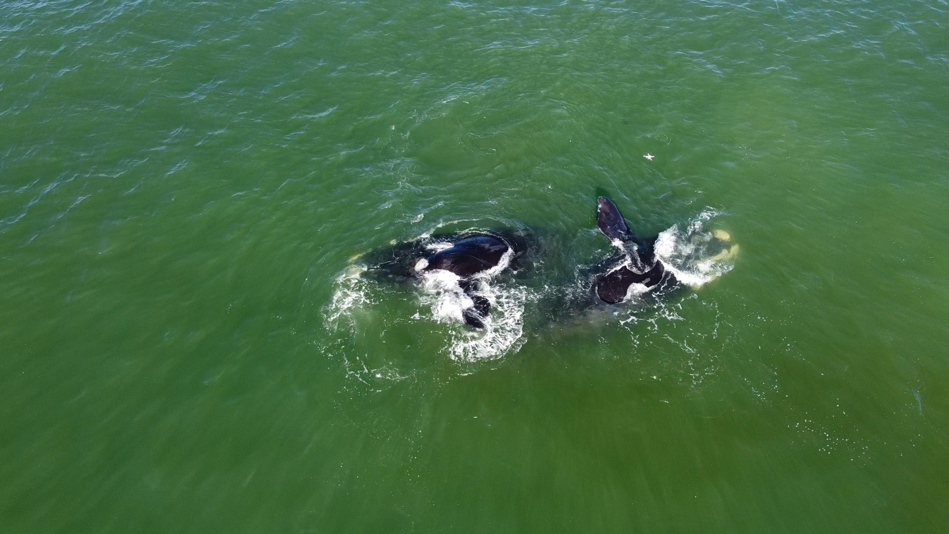 Ballenas francas en José Ignacio. Foto: captura video