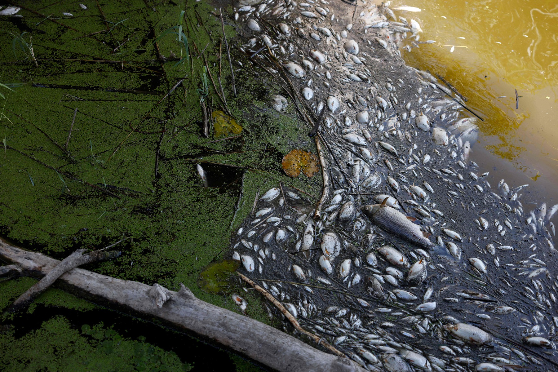 Peces muertos se muestran en las orillas del río Oder en Schwedt, este de Alemania. Foto: AFP