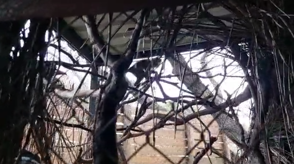 Captura de mono que huyó de zoo. Foto: Captura