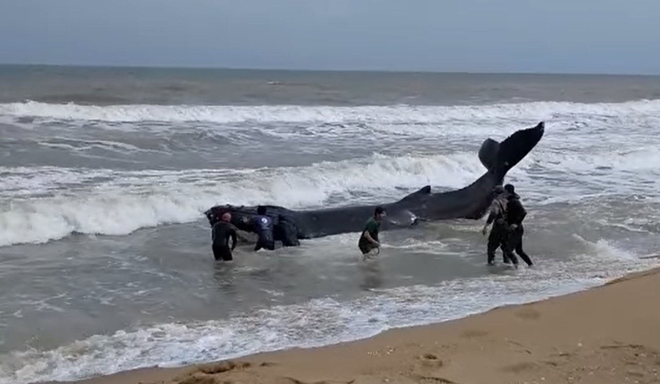 Ballena jorobada encalló en la costa de Rocha. Foto: Captura/ Facebook - Ballenas de La Pedrera