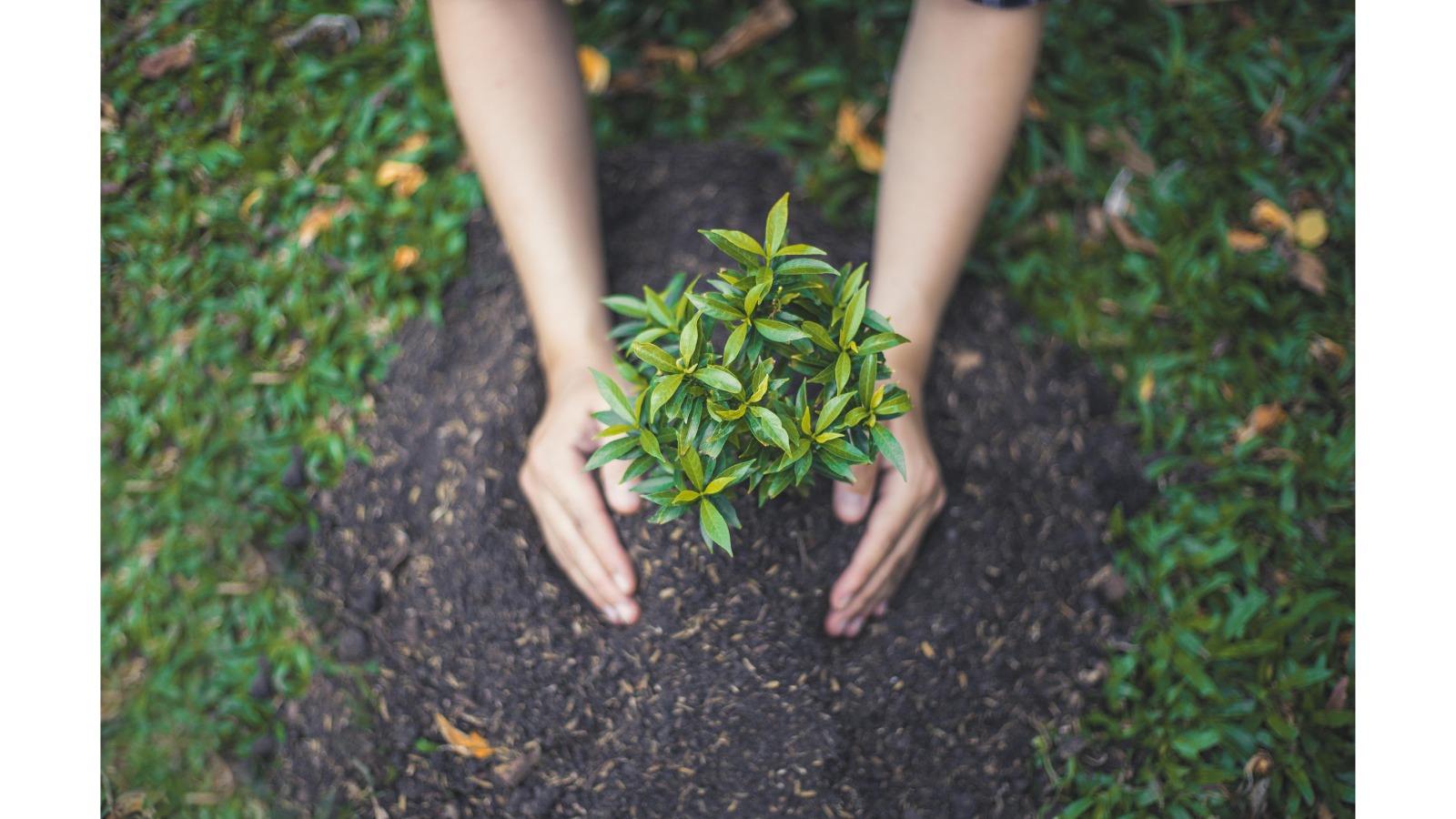 plantar un árbol