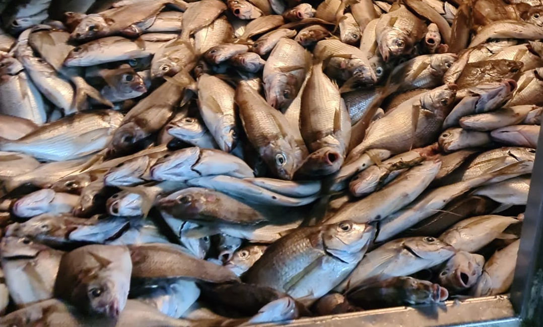 Pescado podrido. Foto: Captura