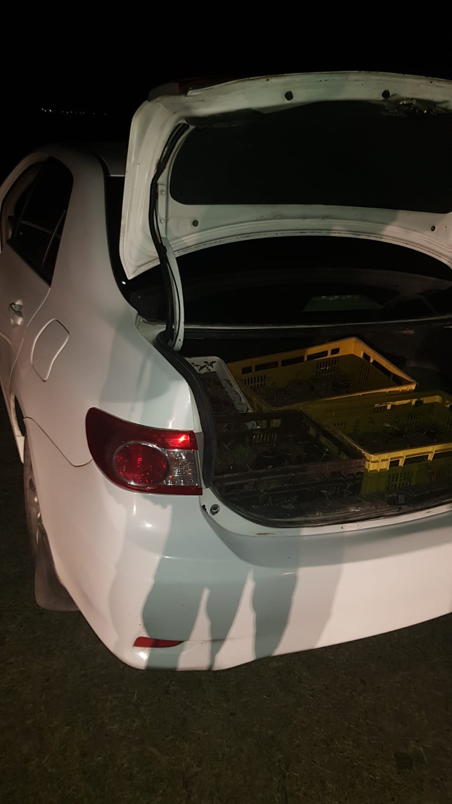 Dos hombres transportaban decenas de plantines de marihuana en Río Branco. Foto: Ministerio del Interior