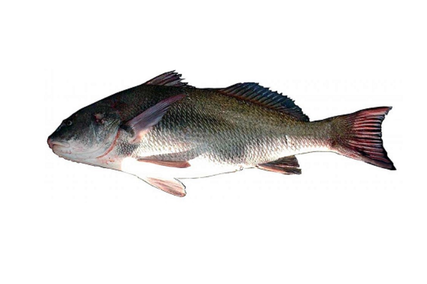 Ejemplar de corvina negra. Foto: MGAP